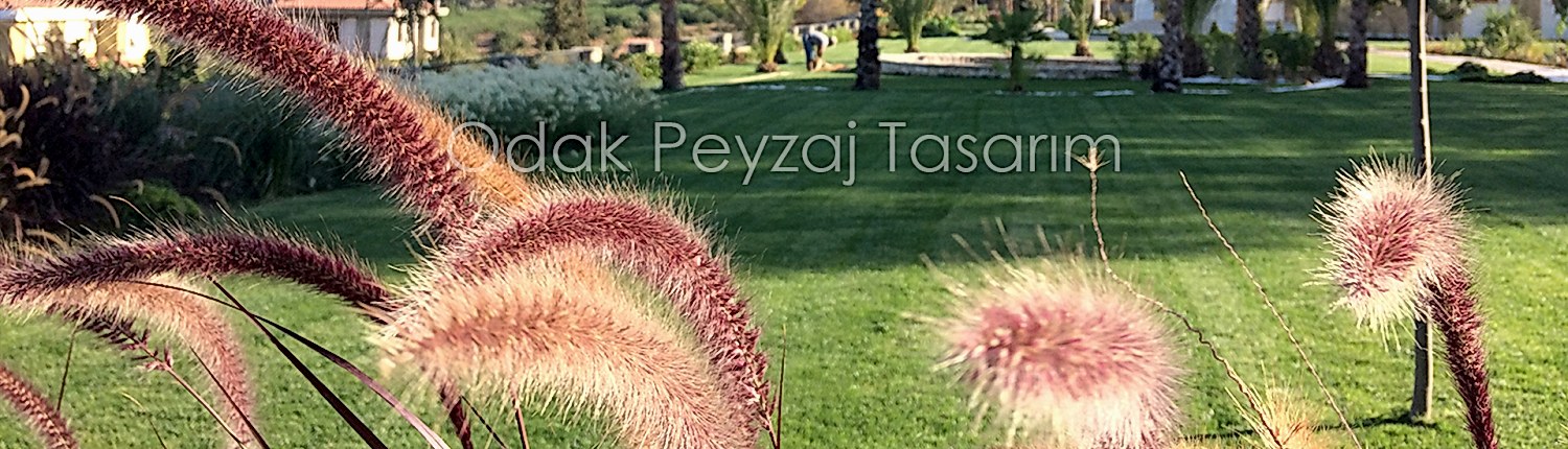 Peyzaj Projeleri Örnekleri